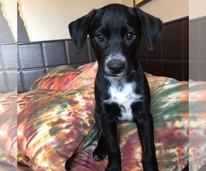 Border Collie-Dalmatian Mix Dogs for adoption in Fort Lauderdale, FL, USA