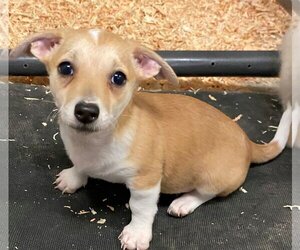 Pembroke Welsh Corgi-Unknown Mix Dogs for adoption in Woodland, CA, USA