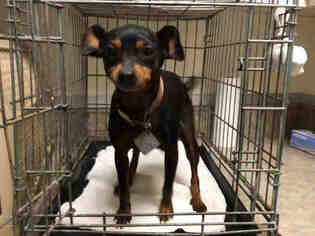 Miniature Pinscher Dogs for adoption in Santa Maria, CA, USA