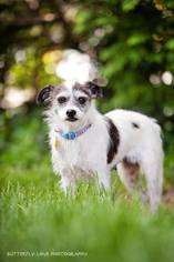 Jack Russell Terrier Dogs for adoption in Salt Lake City, UT, USA