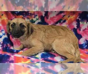 Chihuahua Dogs for adoption in HESPERIA, CA, USA