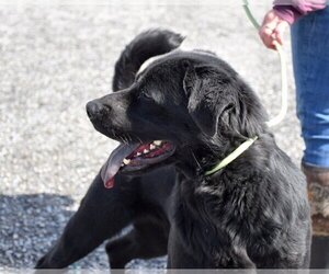 Chow Chow-Unknown Mix Dogs for adoption in Anniston, AL, USA