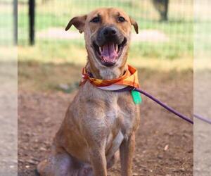 Labrador Retriever-Unknown Mix Dogs for adoption in San Antonio, TX, USA