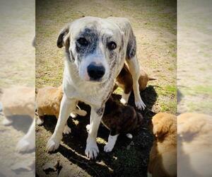 Sheprador Dogs for adoption in Forest, VA, USA