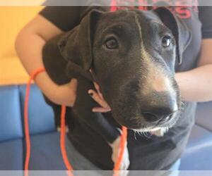 Labrador Retriever-Unknown Mix Dogs for adoption in Orange, CA, USA