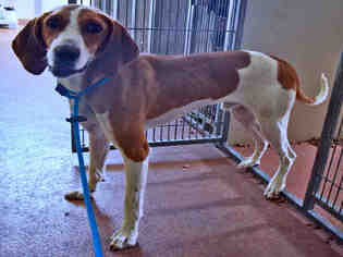 Treeing Walker Coonhound Dogs for adoption in Ogden, UT, USA