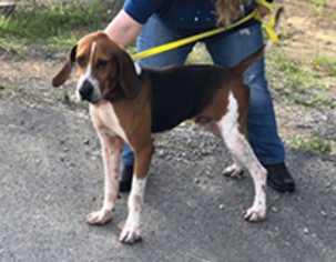 Treeing Walker Coonhound Dogs for adoption in Chantilly, VA, USA