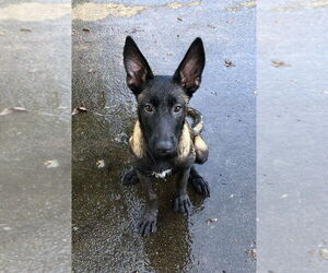 Mutt Dogs for adoption in Imlay City, MI, USA