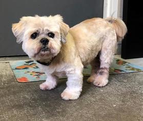 Lhasa Apso Dogs for adoption in Washougal, WA, USA