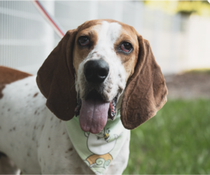 Pointer-Unknown Mix Dogs for adoption in San Ramon, CA, USA