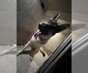 German Shepherd Dog Dogs for adoption in Oklahoma City, OK, USA