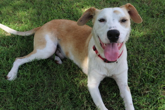 Labrador Retriever-Unknown Mix Dogs for adoption in Coweta, OK, USA