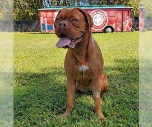 Dogue de Bordeaux Dogs for adoption in Fort Lauderdale, FL, USA