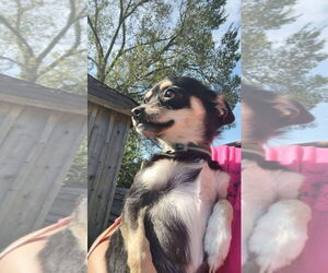 Chihuahua-Unknown Mix Dogs for adoption in New London, WI, USA
