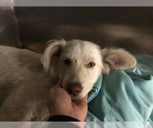 Australian Shepherd-Unknown Mix Dogs for adoption in Riverside, CA, USA