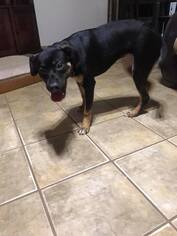 Rottweiler-Unknown Mix Dogs for adoption in Midland, TX, USA