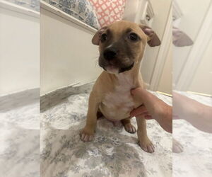 American Pit Bull Terrier-Chihuahua Mix Dogs for adoption in Brewster, NY, USA
