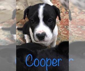 Border Collie-Unknown Mix Dogs for adoption in Hendersonville, NC, USA