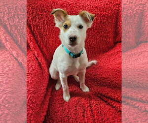 Australian Shepherd-Unknown Mix Dogs for adoption in Denver , CO, USA