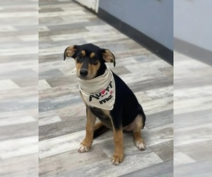 Mutt Dogs for adoption in Salt Lake City, UT, USA