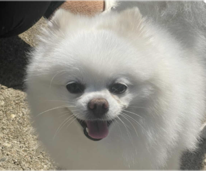 Pomeranian Dogs for adoption in San Ramon, CA, USA
