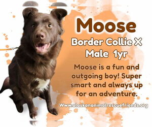 Golden Retriever-Unknown Mix Dogs for adoption in Anchorage, AK, USA