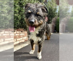 Border Terrier-Unknown Mix Dogs for adoption in Newport Beach, CA, USA