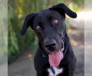 Labrador Retriever-Unknown Mix Dogs for adoption in San Diego, CA, USA