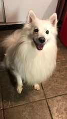 American Eskimo Dog Dogs for adoption in South Park, PA, USA