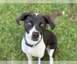 American Pit Bull Terrier-Unknown Mix Dogs for adoption in Tulsa, OK, USA