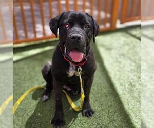 Mutt Dogs for adoption in Las Vegas, NV, USA