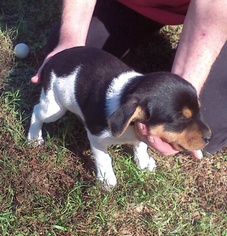 Boglen Terrier Dogs for adoption in Marathon, RI, USA