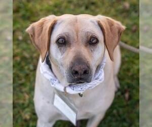 Labrador Retriever-Unknown Mix Dogs for adoption in San Diego, CA, USA