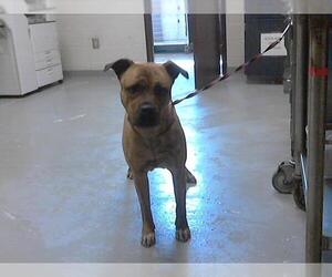 American Pit Bull Terrier Dogs for adoption in Fayetteville, NC, USA