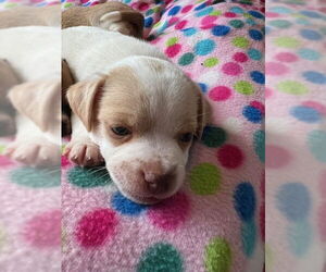 Chihuahua-Unknown Mix Dogs for adoption in Bellevue, WA, USA