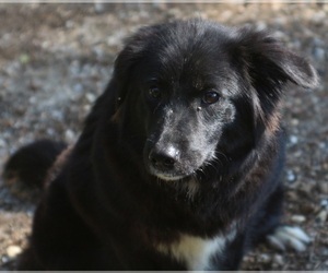 Border Collie Dogs for adoption in Canton, CT, USA