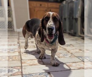 Basset Hound Dogs for adoption in Vail, AZ, USA