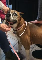 Boxer Dogs for adoption in Carson City, NV, USA