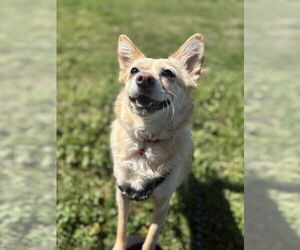 Chihuahua-Spaniel Mix Dogs for adoption in Chico, CA, USA