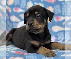 Labrador Retriever-Unknown Mix Dogs for adoption in San Diego, CA, USA