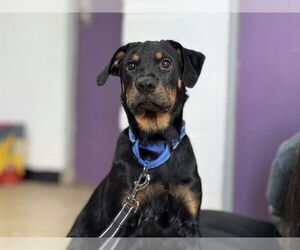 Labrador Retriever-Unknown Mix Dogs for adoption in Raleigh, NC, USA