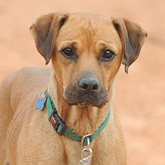 Medium Photo #1 Boxer Puppy For Sale in Kanab, UT, USA