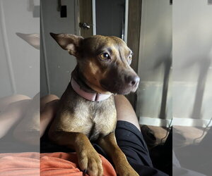 American Pit Bull Terrier-Unknown Mix Dogs for adoption in Oakhurst, NJ, USA