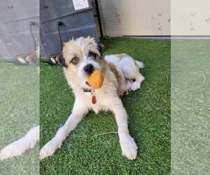 Mutt Dogs for adoption in Tempe , AZ, USA