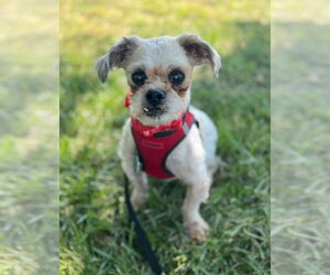 Mal-Shi Dogs for adoption in Omaha, NE, USA