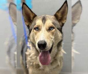 German Shepherd Dog-Siberian Husky Mix Dogs for adoption in Las Vegas, NV, USA