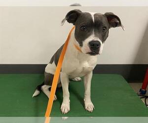 American Pit Bull Terrier Dogs for adoption in Corona, CA, USA