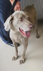 Weimaraner Dogs for adoption in Johnson City, TN, USA