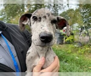 Great Dane Dogs for adoption in Houston, TX, USA