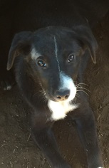 Border Collie-Unknown Mix Dogs for adoption in Alturas, CA, USA